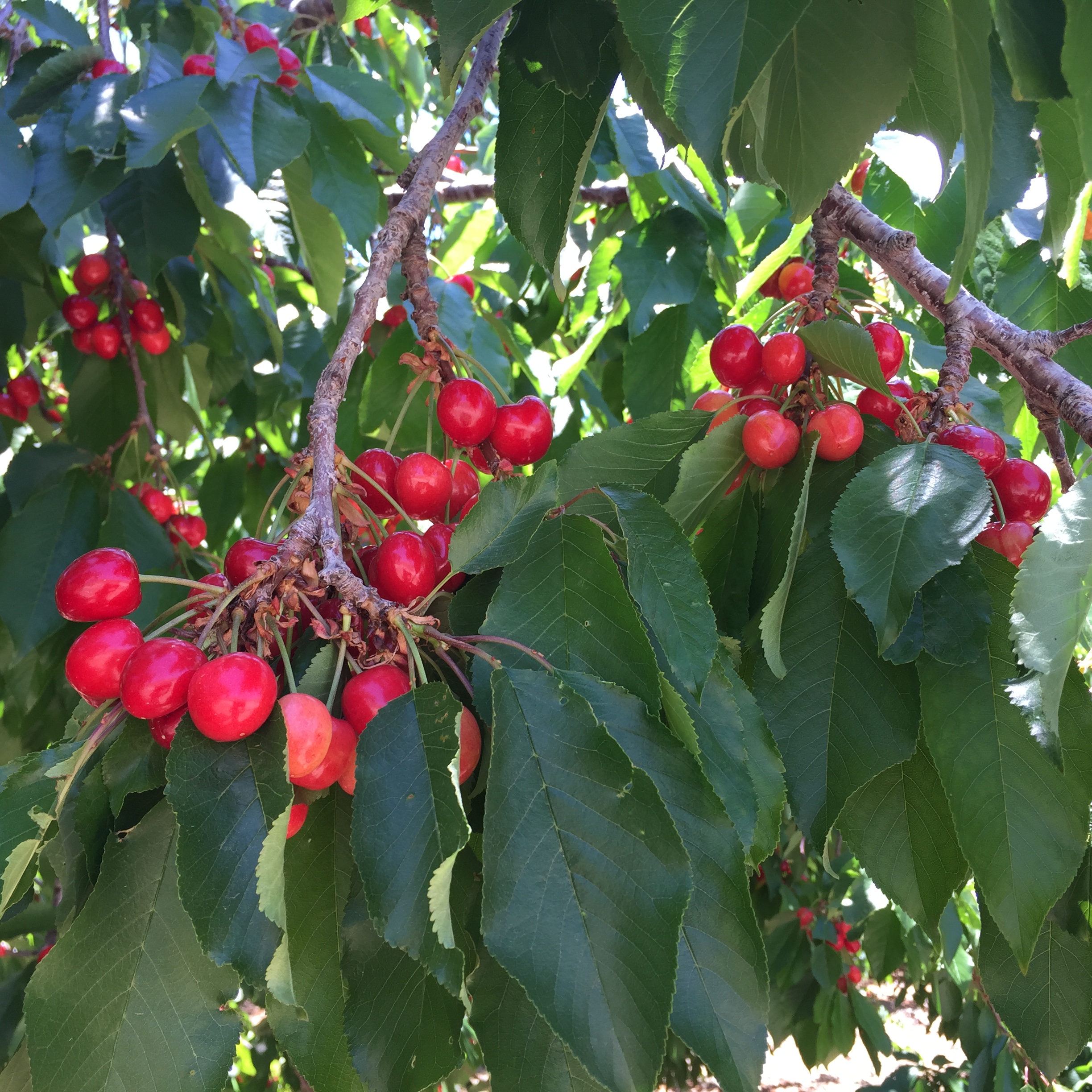 to Villa del Sol Sweet Cherry Farms of Leona Valley U pick